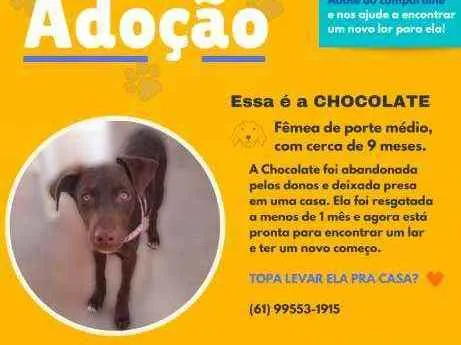 Cachorro ra a SRD idade 7 a 11 meses nome CHOCOLATE 