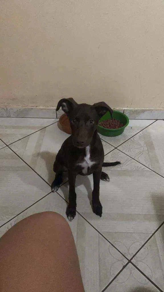 Cachorro ra a SRD idade 7 a 11 meses nome CHOCOLATE 