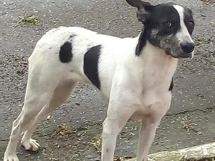 Cachorro ra a SRD idade 1 ano nome Pitt