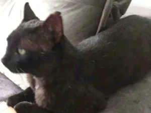 Gato raça SRD idade 2 anos nome Tonico