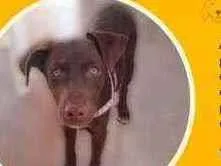 Cachorro raça SRD idade 7 a 11 meses nome CHOCOLATE 