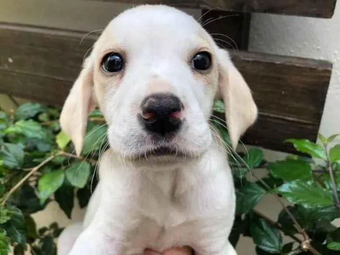 Cachorro raça SRD  idade Abaixo de 2 meses nome Sem Nome