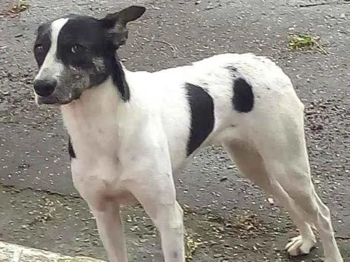 Cachorro ra a SRD idade 1 ano nome Pitt