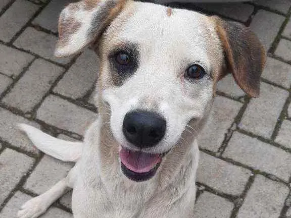 Cachorro ra a Vira lata idade  nome Caramelo e Branquela