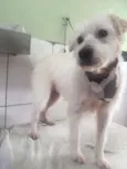 BOB