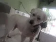 BOB