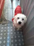 BOB