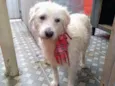 BOB