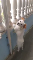 Pipoca