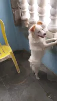 Pipoca