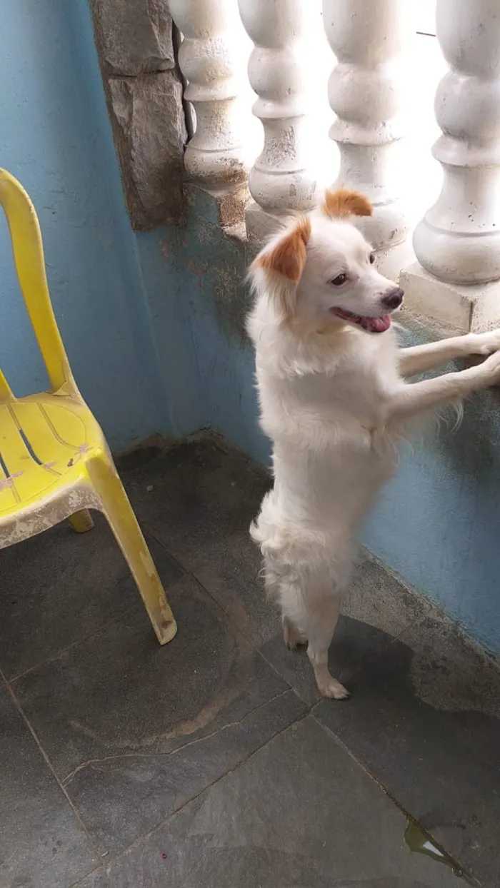 Cachorro raça Fox paulistinha com outra raca idade 1 ano nome Pipoca