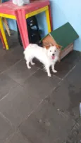 Pipoca