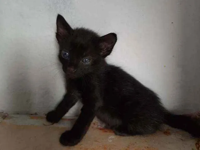 Gato ra a  idade Abaixo de 2 meses nome Sem nome