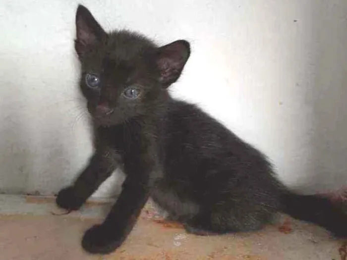 Gato ra a  idade Abaixo de 2 meses nome Sem nome