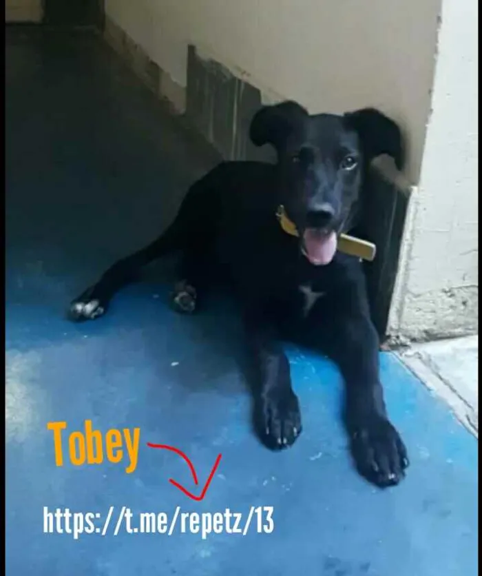 Cachorro ra a SRD idade 1 ano nome Tobey