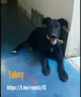 Tobey