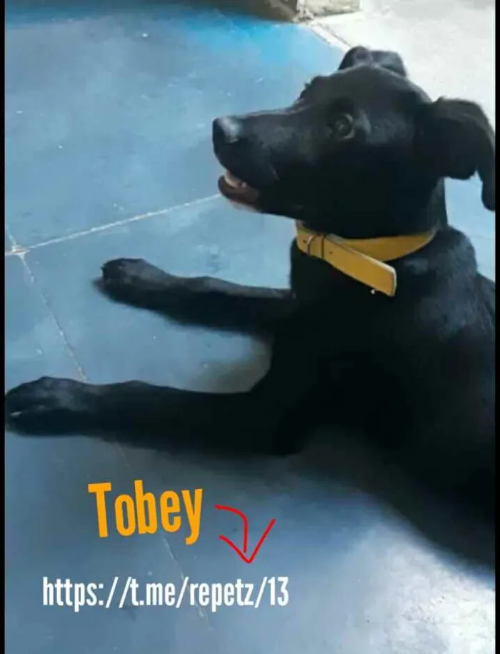 Cachorro ra a SRD idade 1 ano nome Tobey