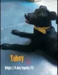 Tobey