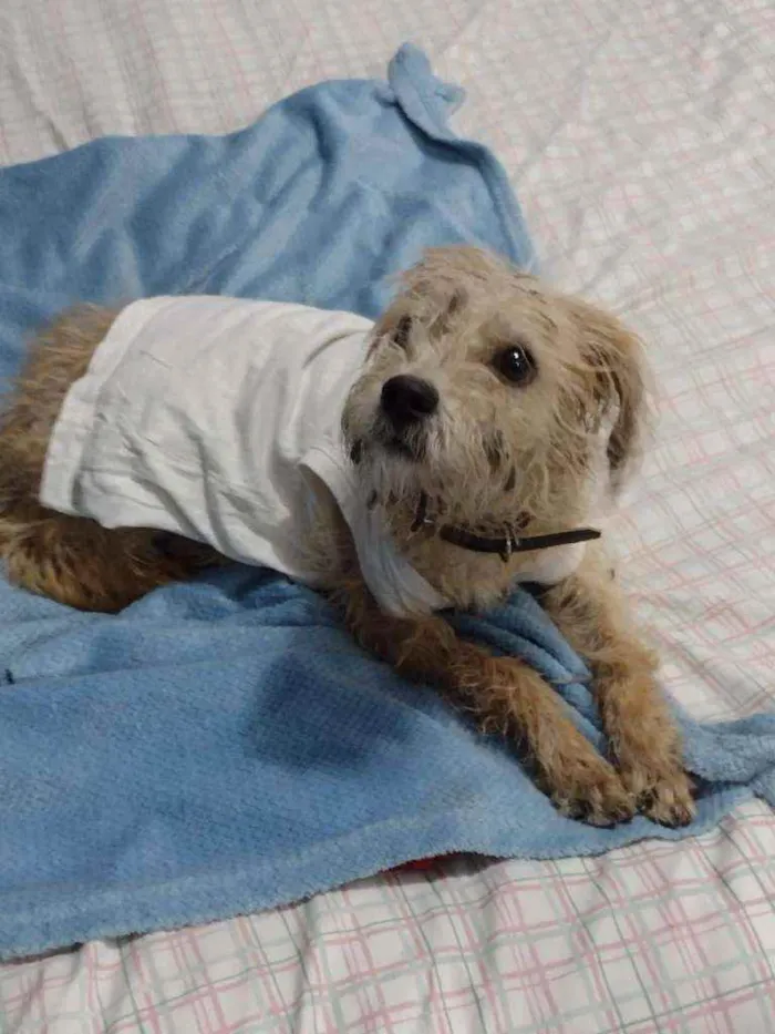 Cachorro ra a SRD idade 7 a 11 meses nome Chopinho
