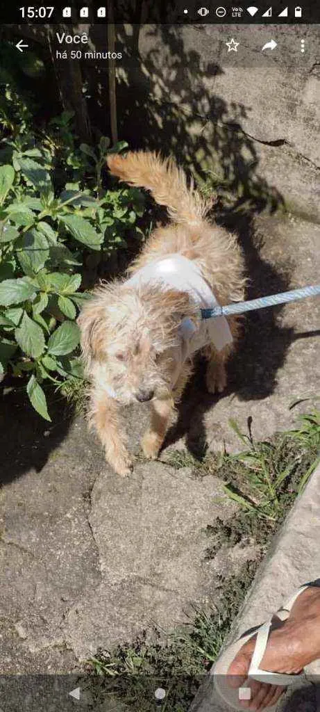 Cachorro ra a SRD idade 7 a 11 meses nome Chopinho