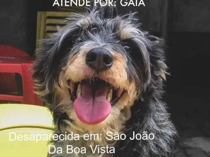 Cachorro ra a Vira lata idade 5 anos nome Gaia