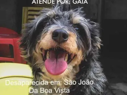 Cachorro raça Vira lata idade 5 anos nome Gaia
