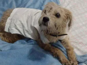 Cachorro raça SRD idade 7 a 11 meses nome Chopinho