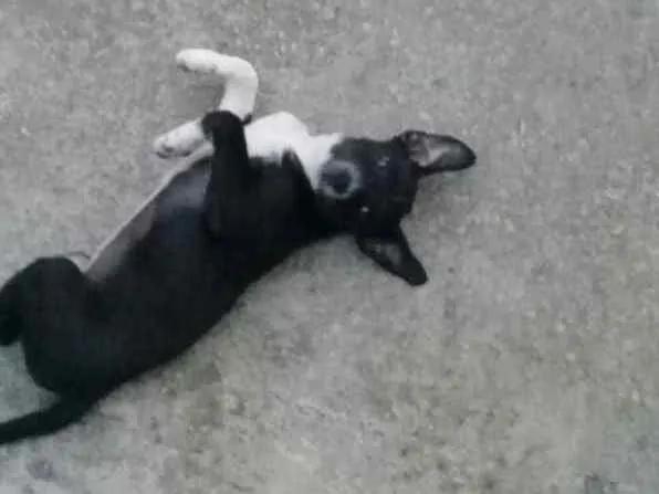 Cachorro ra a  idade 1 ano nome Lessie