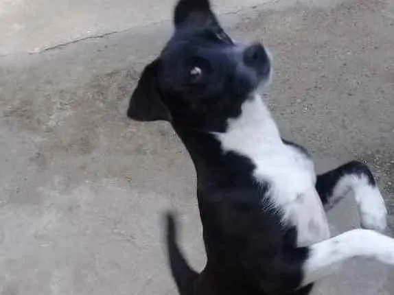 Cachorro ra a  idade 1 ano nome Lessie