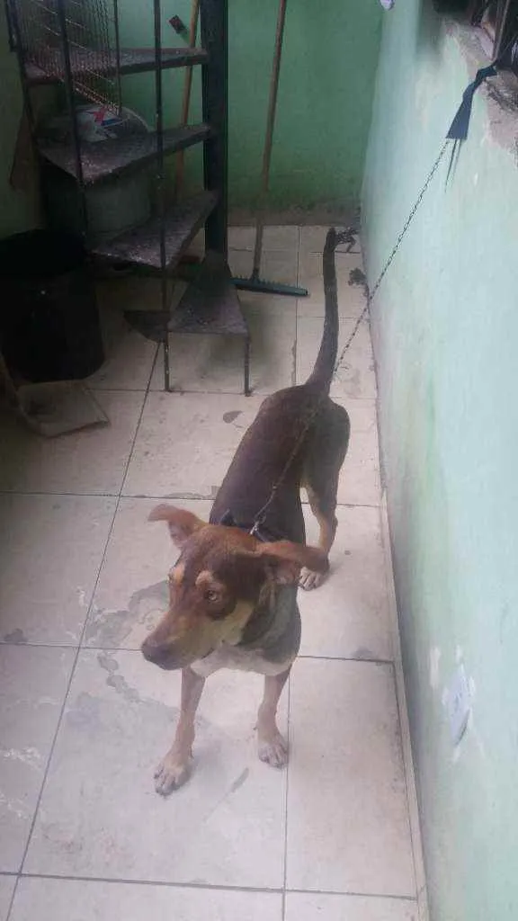 Cachorro ra a Mestiço  idade 1 ano nome Luck