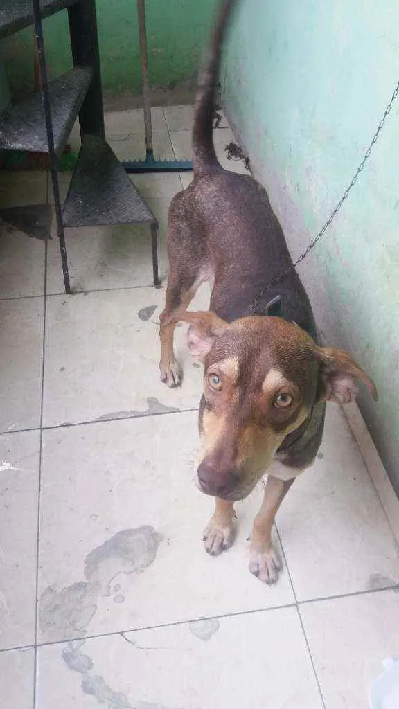 Cachorro ra a Mestiço  idade 1 ano nome Luck