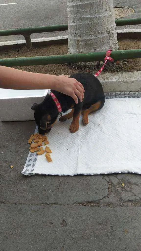 Cachorro ra a SRD idade 2 a 6 meses nome Meleca
