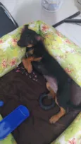 Meleca