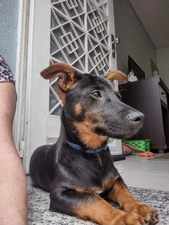 Cachorro ra a SRD idade 2 a 6 meses nome Meleca