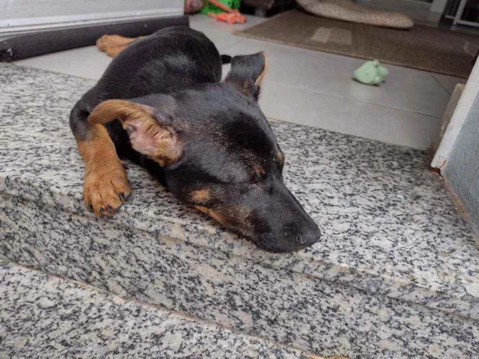 Cachorro ra a SRD idade 2 a 6 meses nome Meleca