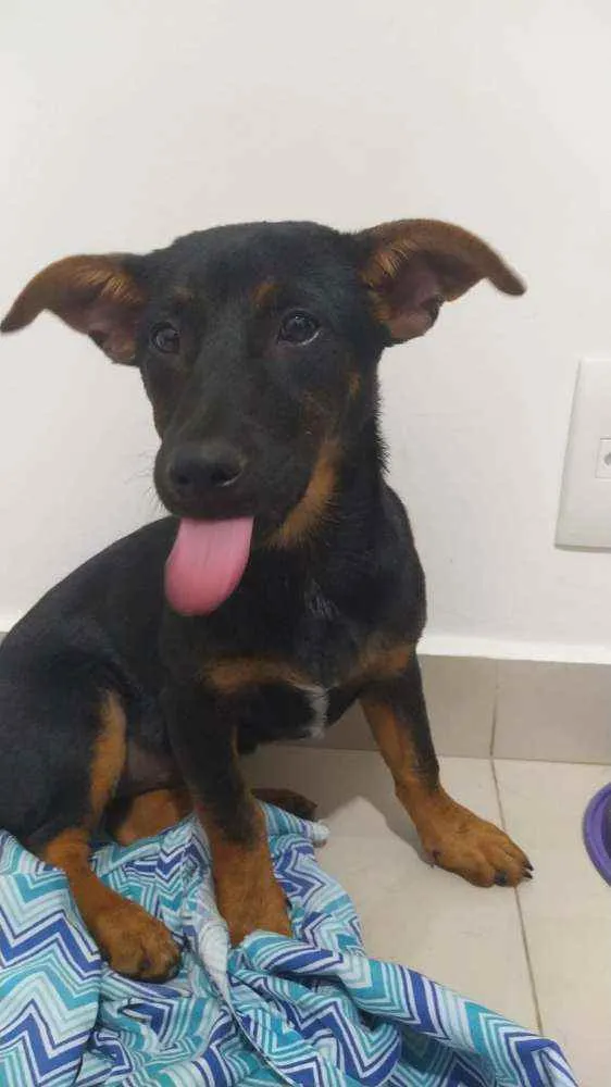 Cachorro ra a SRD idade 2 a 6 meses nome Meleca