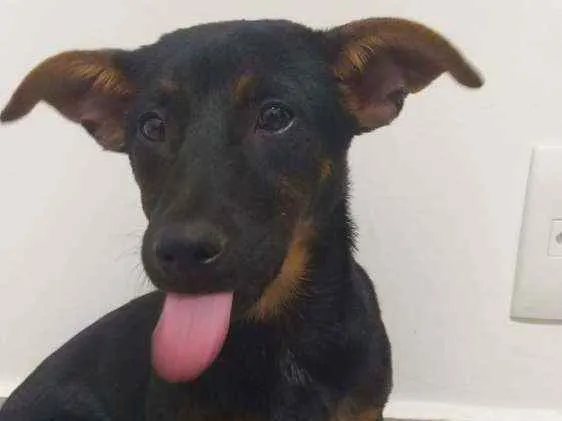 Cachorro ra a SRD idade 2 a 6 meses nome Meleca