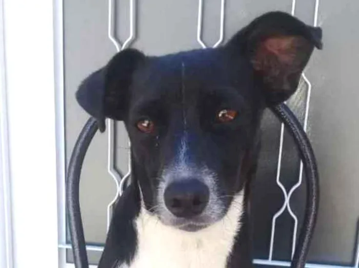 Cachorro ra a  idade 1 ano nome Lessie