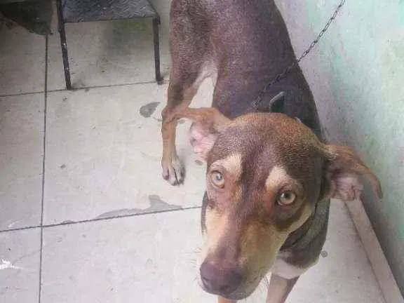 Cachorro ra a Mestiço  idade 1 ano nome Luck