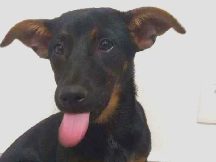 Cachorro ra a SRD idade 2 a 6 meses nome Meleca