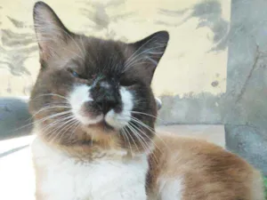 Gato raça SDR idade 1 ano nome Lilo