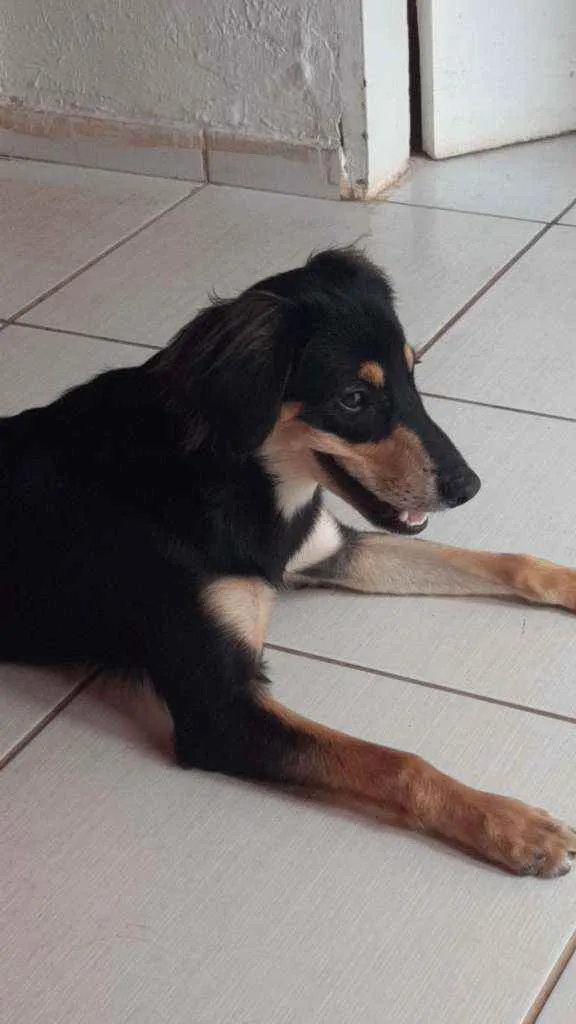 Cachorro ra a Vira-lata cruzamento  idade 1 ano nome Patty havenna