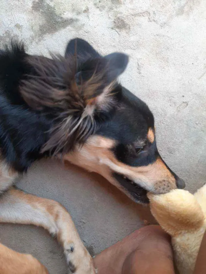 Cachorro ra a Vira-lata cruzamento  idade 1 ano nome Patty havenna