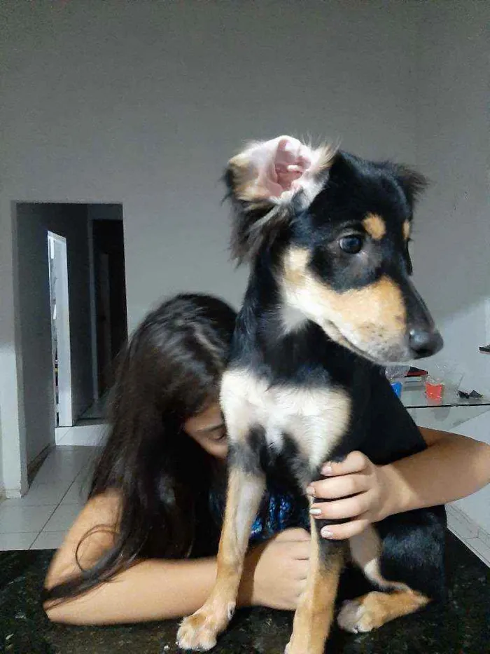 Cachorro ra a Vira-lata cruzamento  idade 1 ano nome Patty havenna