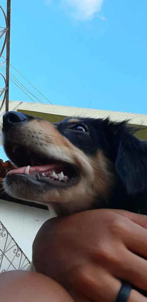 Cachorro ra a Vira-lata cruzamento  idade 1 ano nome Patty havenna