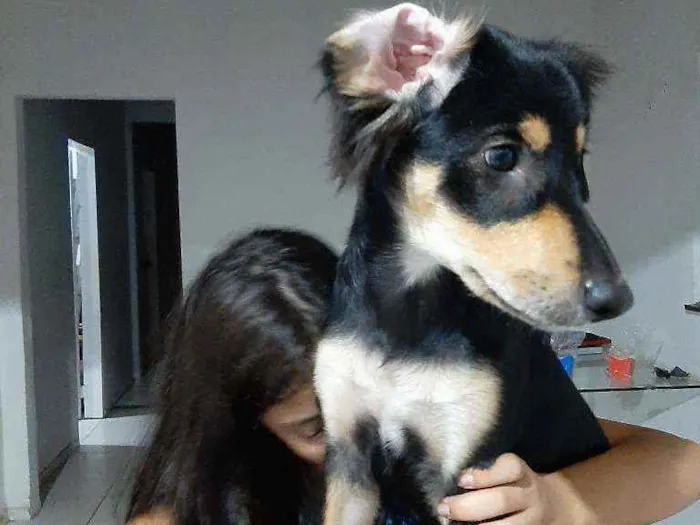 Cachorro ra a Vira-lata cruzamento  idade 1 ano nome Patty havenna