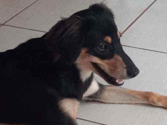 Cachorro ra a Vira-lata cruzamento  idade 1 ano nome Patty havenna