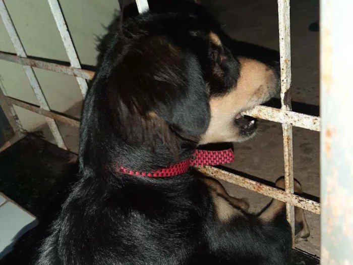 Cachorro ra a Vira-lata cruzamento  idade 1 ano nome Patty havenna