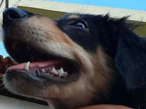 Cachorro ra a Vira-lata cruzamento  idade 1 ano nome Patty havenna