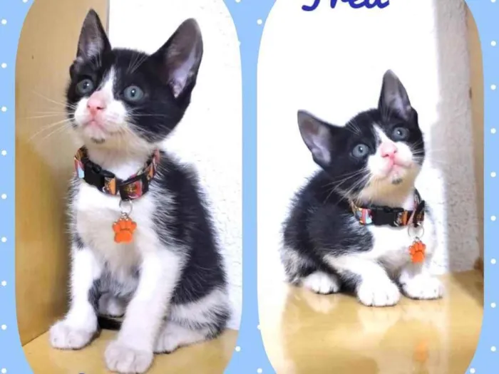 Gato raça Srd idade 2 a 6 meses nome Gatinhos filhotes 